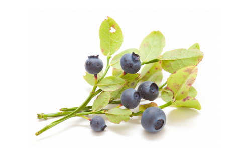 Richwood bilberry dried extract